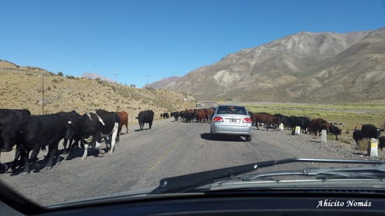Vacas en el camino